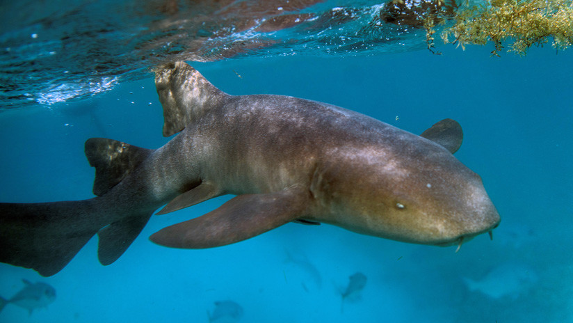 FOTOS: Tiburón ataca a una modelo mientras era fotografiada en las Bahamas