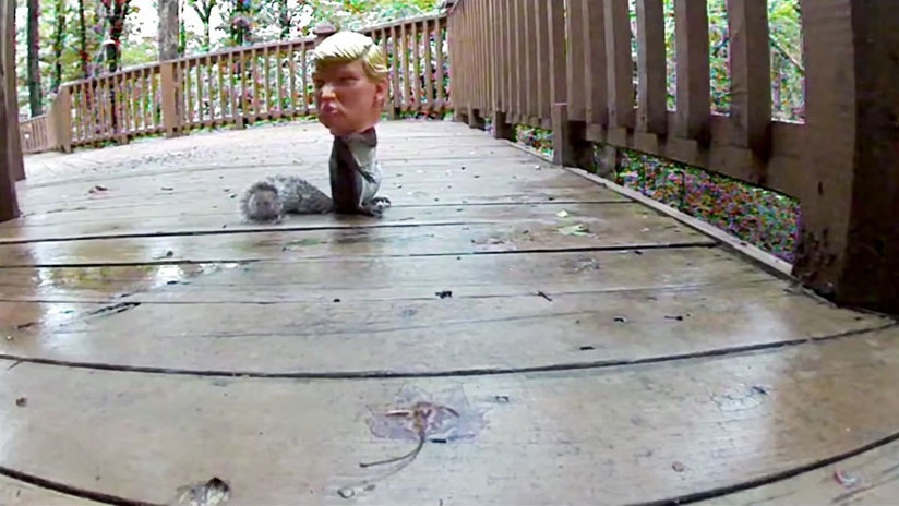 Video surrealista: Esta ardilla 'le come el coco' a Trump