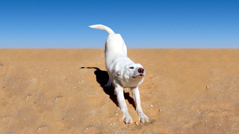 VIDEO: Decide tomar el sol en la playa, pero su perro arruina el momento