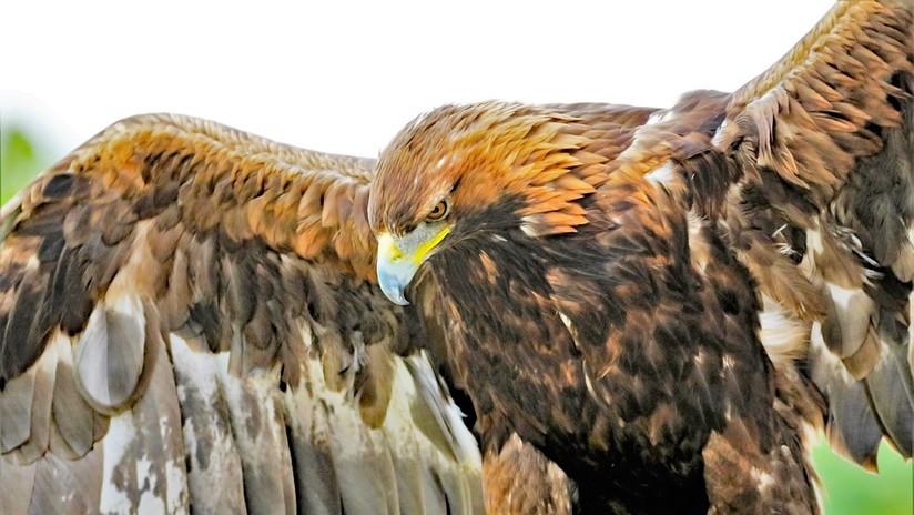 Águila ataca a una niña de 8 años