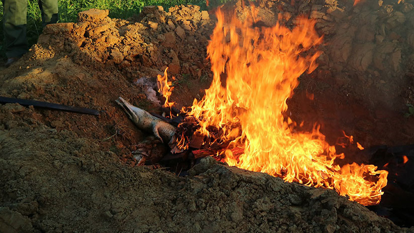 FOTOS: Queman los cuerpos de casi 300 cocodrilos sacrificados por una venganza en Indonesia