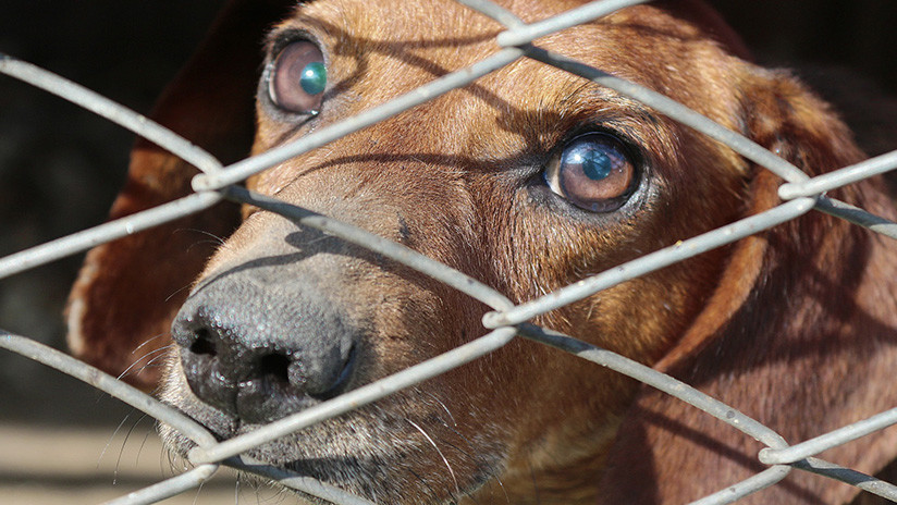 Un perro abre el compartimento de carga de un avión a 4.000 metros de altura