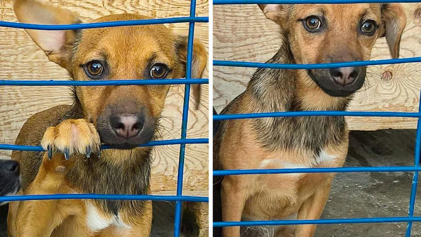 Un hincha peruano espera volver a reunirse con una perrita herida que encontró en Sochi