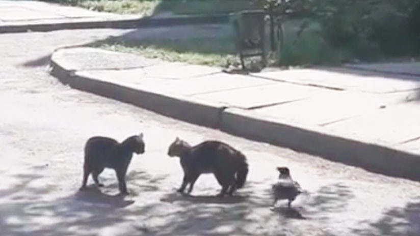 VIDEO: Un cuervo molesto se mete en una pelea entre dos gatos