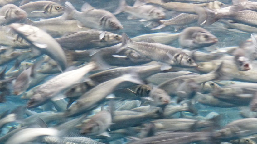 "¡Estoy siendo atacado por peces!" Miles de sardinas saltan del agua al barco de un pescador (VIDEO)