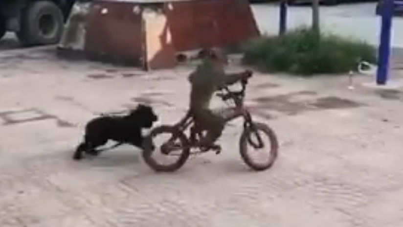 VIDEO: Un mono pedalea en bicicleta con maestría pese a la insistente oposición de su 'amigo'