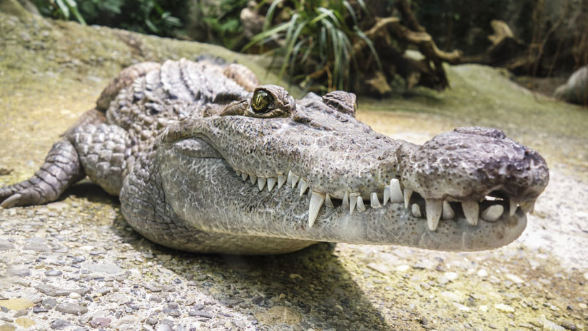 Cocodrilo muerde el brazo de un domador en Tailandia