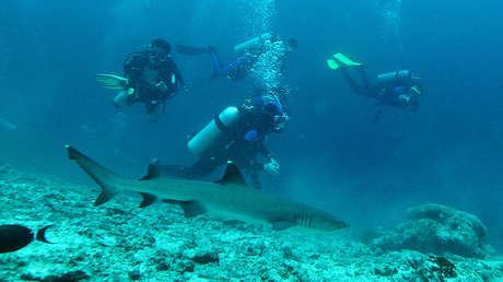VIDEO: Un instructor de buceo impide que un tiburón muerda a su alumno