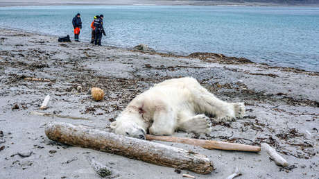 Matan a tiros a un oso polar por atacar a un guardia en un crucero en Noruega