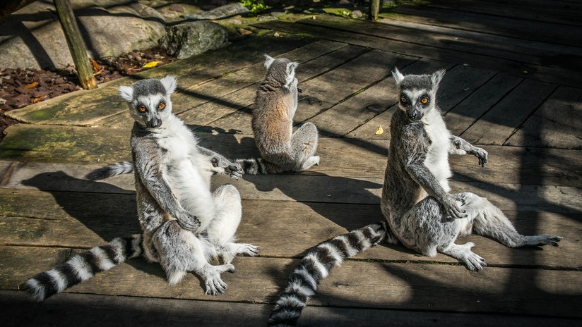 LÃ©mures de Madagascar estÃ¡n al borde de la extinciÃ³n