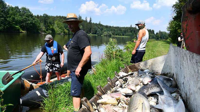 Ola de calor causa muerte masiva de peces en varias regiones de Alemania