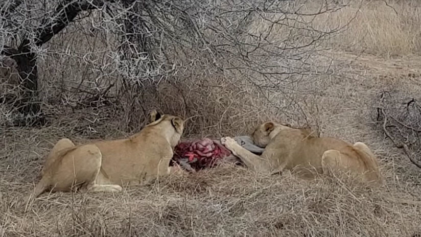 Revista Veterinaria Argentina » Leonas que devoran vivo a un jabalí son  atacadas por una manada de hienas.