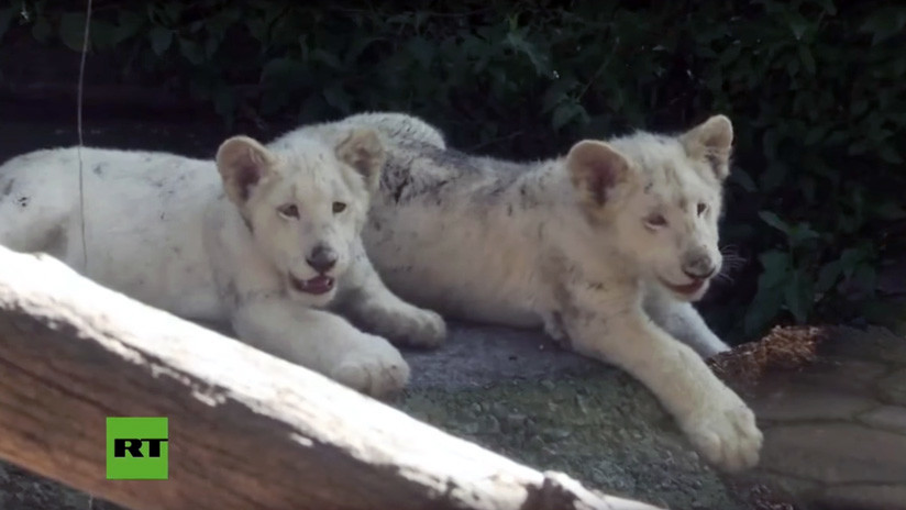 VIDEO: Un zoo mexicano presenta dos cachorros de león blanco