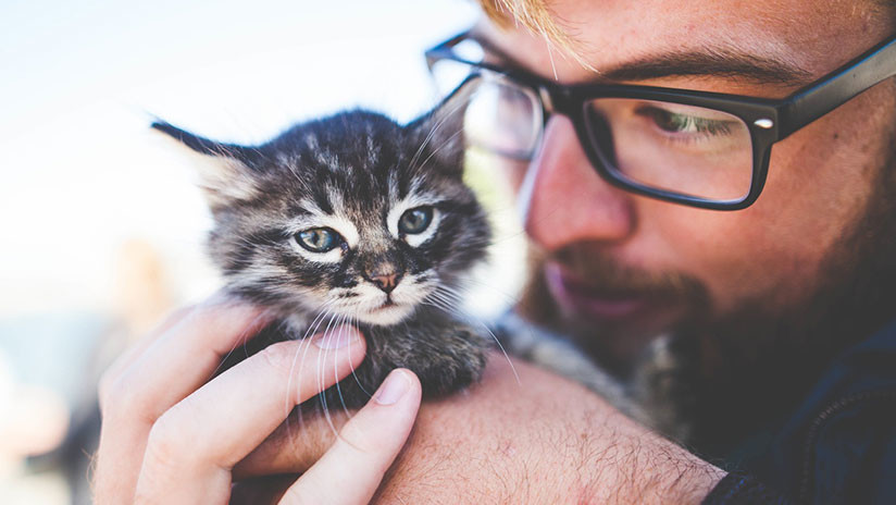 ¿Te gustan los gatos? Ofrecen trabajo como cuidador de 55 felinos ¿Te gustan los gatos? Ofrecen trabajo como cuidador de 55 felinos