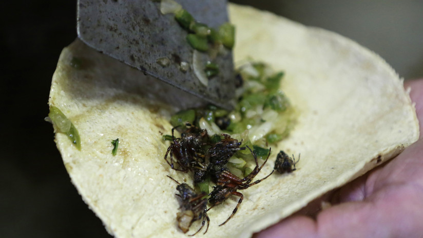 S Incautan cuatro ejemplares de tarántulas muertas que serían consumidas en tacos
