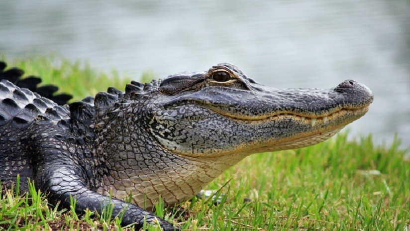 Resultado de imagen para cocodrilo de quintana roo