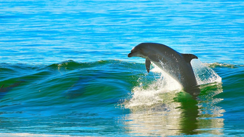 Alerta costera por ataques sexuales de un delfín en el noroeste de Francia 
