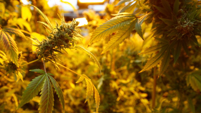 Estudio genético detecta conexión entre consumo de marihuana y esquizofrenia