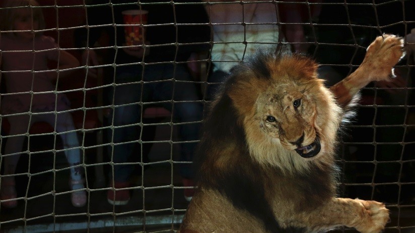 VIDEO: Un león ataca a un domador en el Gran Circo Estatal de Moscú