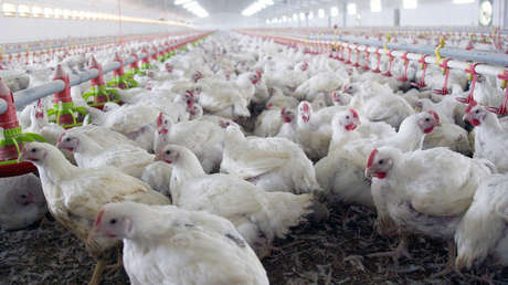 Imagen de una granja de pollos en Burgos (España). 8 de Noviembre de 2005.