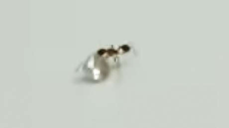 VIDEO: Una hormiga roba un diamante en un taller de joyería