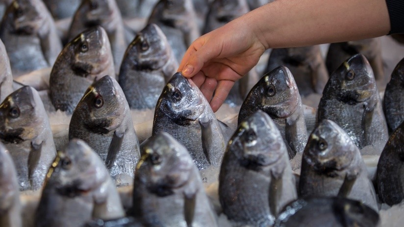 FOTOS: Venden pescado con 'lentes de contacto' para ocultar su mal estado y atraer clientes