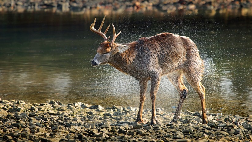 EE.UU.: Un alce se ahoga mientras una multitud lo rodea para tomarle fotos