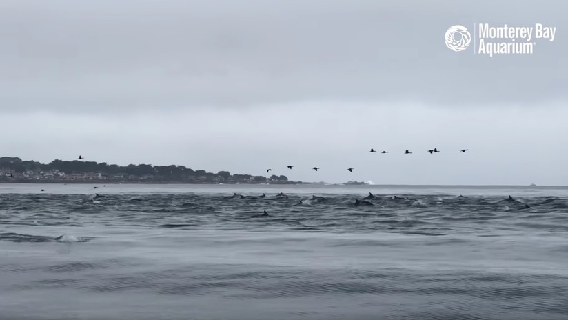 VIDEO: Captan cómo una 'supermanada' con cientos de delfines caza frente a las costas de California