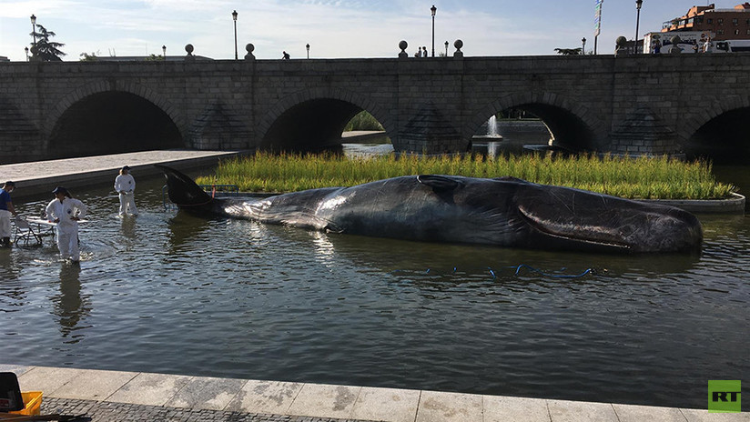 FOTOS: Un cachalote varado en un río de Madrid deja perplejos a los españoles