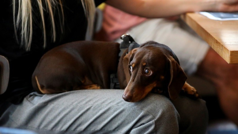 Imprimen en 3D un nuevo cráneo para un perro salchicha con cáncer