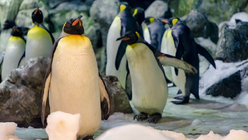Viral: estos pingüinos machos Viral: estos pingüinos machos
