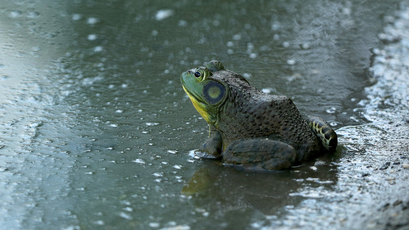 VIDEO: Decenas de miles de ranas son criadas en una granja para consumo humano