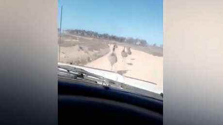 VIDEO: Conductor arrolla intencionalmente un grupo de emúes mientras ríe a carcajadas
