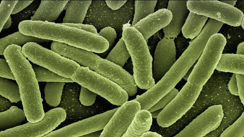 Una bacteria que causa gangrena ayudaría a combatir el cáncer cuando otros métodos fracasan