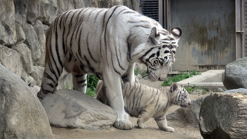 Un tigre blanco mata a un cuidador de zoológico en Japón Un tigre blanco mata a un cuidador de zoológico en Japón