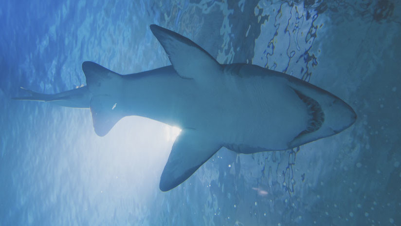 Atolondrada cayó en un estanque lleno de hambrientos tiburones