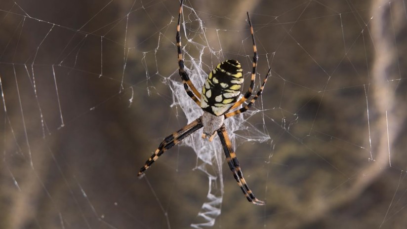 Descifran la telaraña de la viuda negra para crear materiales altamente resistentes