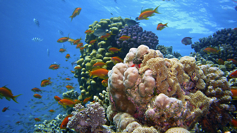 Descubren cinco nuevas especies de los animales 'más fuertes' del planeta