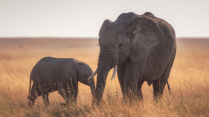 Aprendizaje difícil: Un pequeño elefante recibe un 'regalo' inesperado de su madre (FOTO)