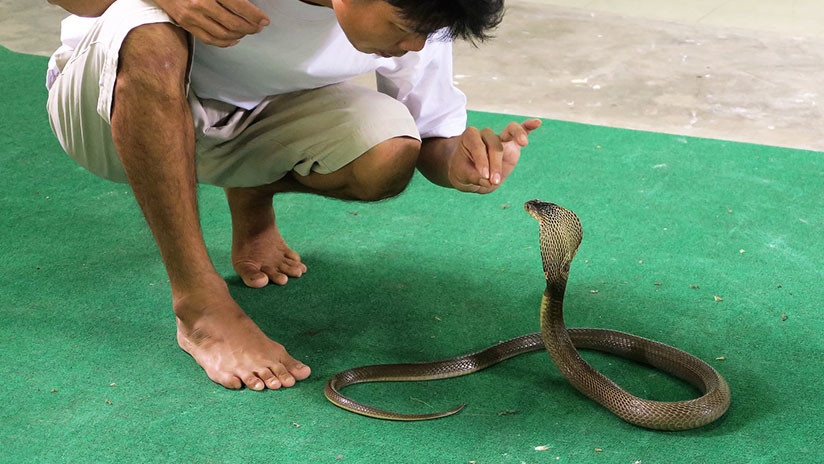 Ребенок держит змею. Человек змей. Нападение змей на людей.