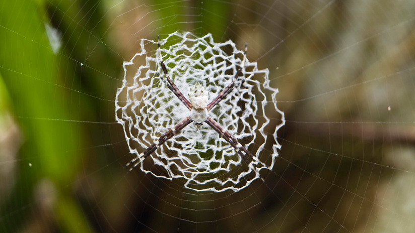 Explican por qué la seda de araña es cinco veces más fuerte que el acero