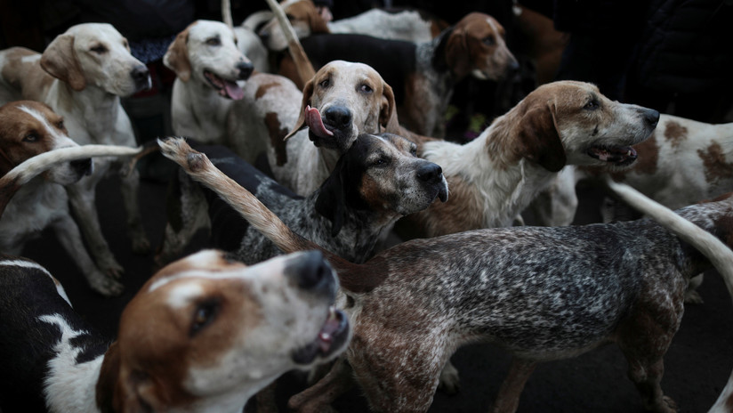 Un video brutal reaviva el debate de la caza en España: 12 perros y un venado caen por un barranco