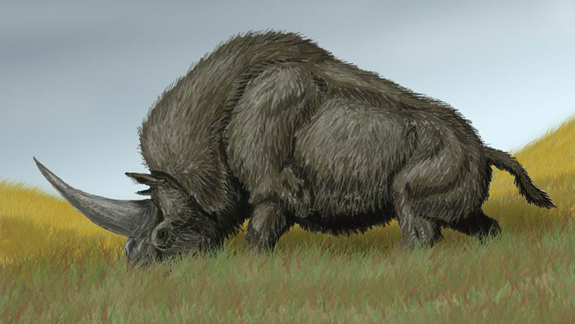 Un análisis de ADN revela impactantes secretos del extinto 'unicornio siberiano'