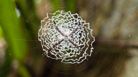 Explican por qué la seda de araña es cinco veces más fuerte que el acero