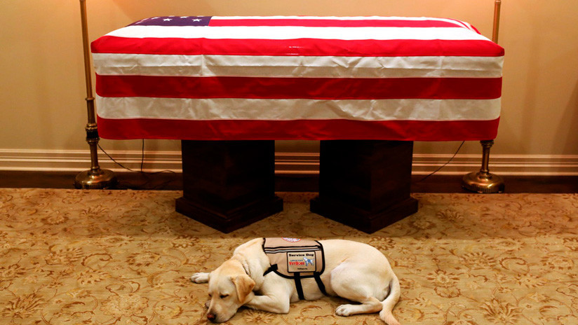 La foto del perro de George H.W. Bush resguardando su ataúd que hizo llorar a los internautas