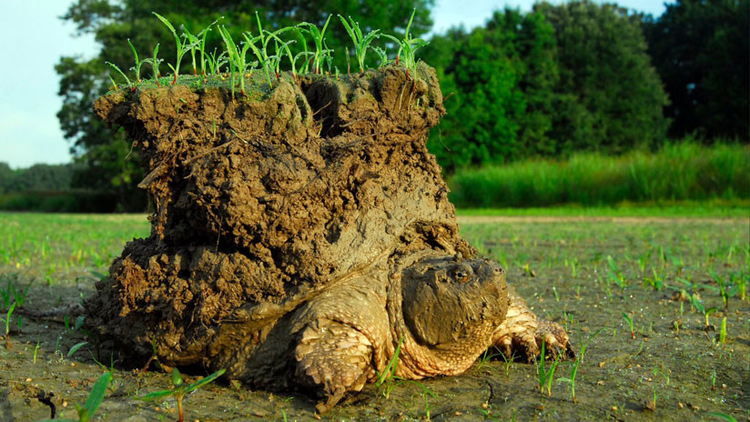 Esta curiosa imagen de una tortuga con un pequeño mundo encima es real y esta es su historia