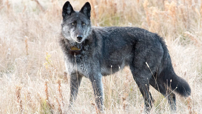 Un cazador mata a la loba más querida del parque de Yellowstone (FOTO)