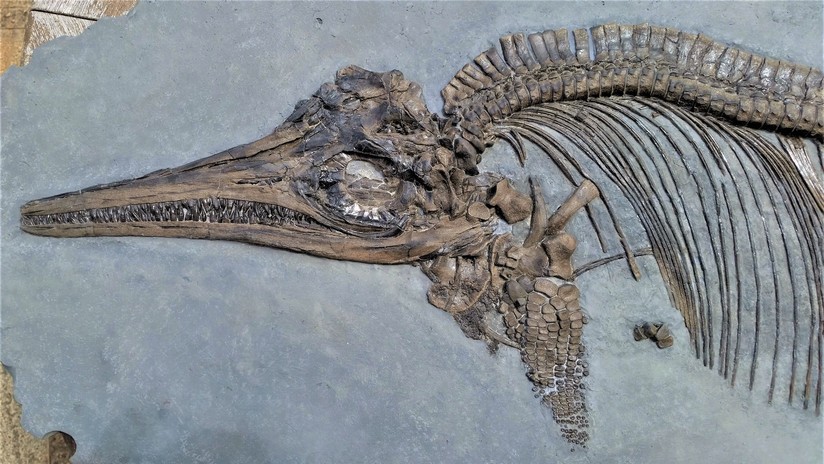 Encuentran evidencias de sangre caliente en fósil de reptil del Jurásico