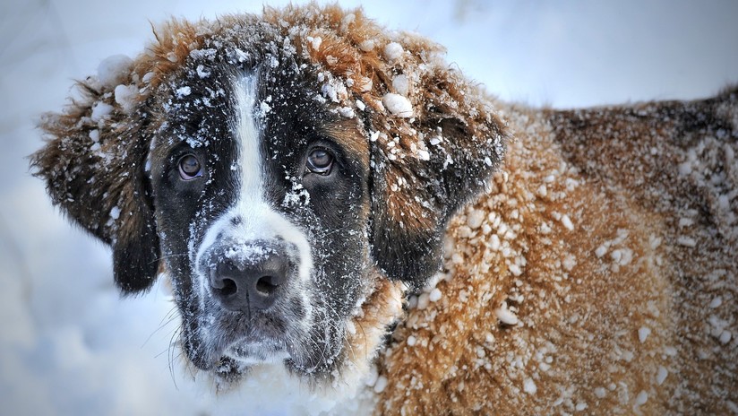 "A perro flaco todo son tuits de Reverte": el ingenio de la Red para refranes sin animales