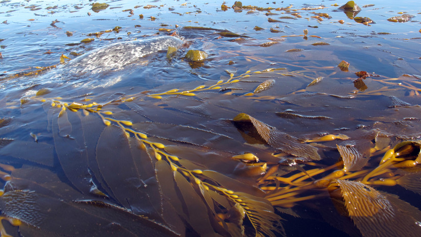 Las praderas marinas pueden detener el cambio climático (si el cambio climático no las mata antes)